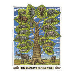 ELEPHANT FAMILY TREE FINE ART POSTER