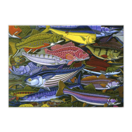 GAME FISH CARD