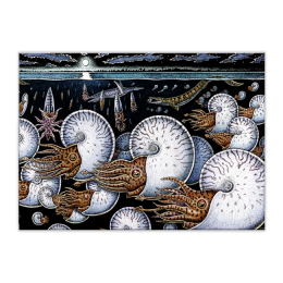 NIGHT OF THE AMMONITES CARD