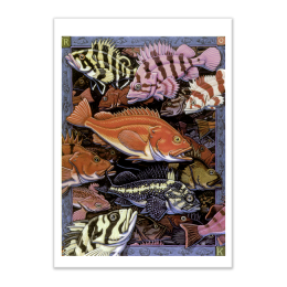 ROCKFISH CARD