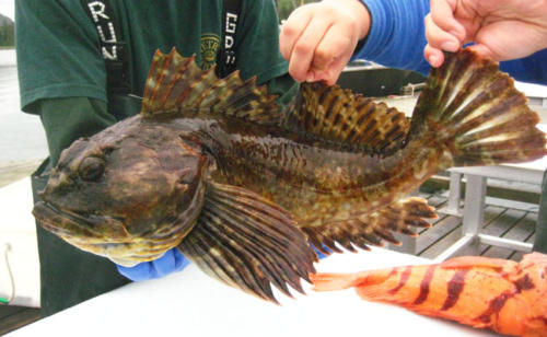 The freshly caught Cabezon