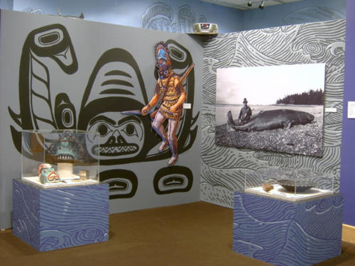 local Alaskan sharks area, Alaska State Museum, Juneau