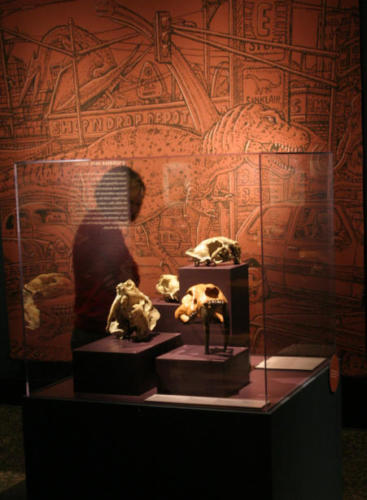 Some lovely fossils from the Burke's collection..