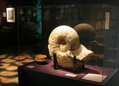 A beautiful ammonite fossil from the Burke's collection and a cheeseburger resting comfortably by it