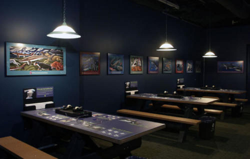 Sharkabet was part of a four year long shark show at the Monterey Bay Aquarium