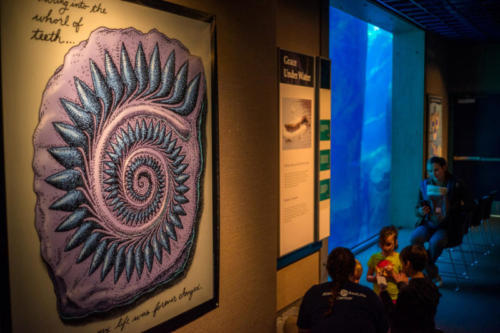 Helicoprion graphic at the Alaska SeaLife Center