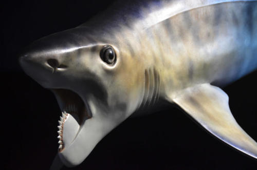 Gary Staab's full size sculpture of Helicoprion