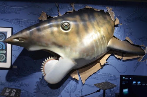 Gary's sculpture of Helicoprion