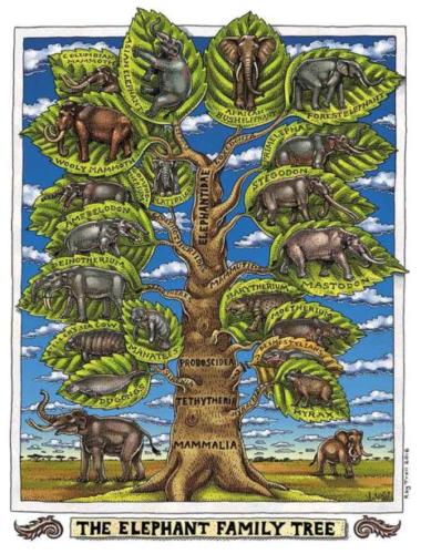 Elephant Family Tree