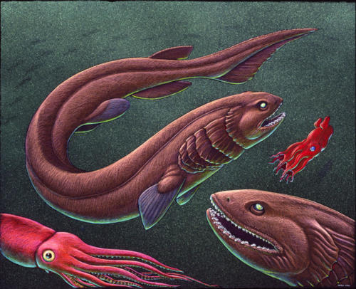 Frilled Shark