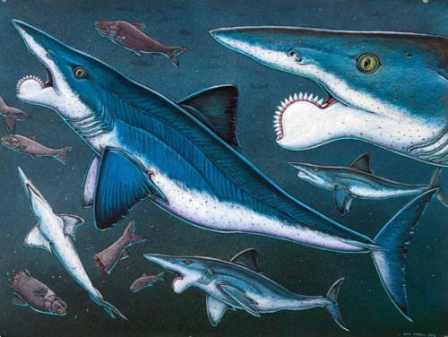 Helicoprion, Almost the Last