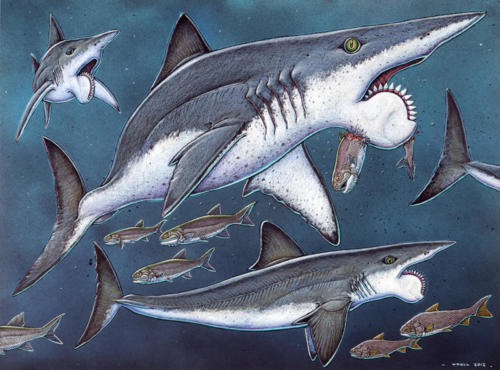 Helicoprion, with Support Strut in Lower Jaw