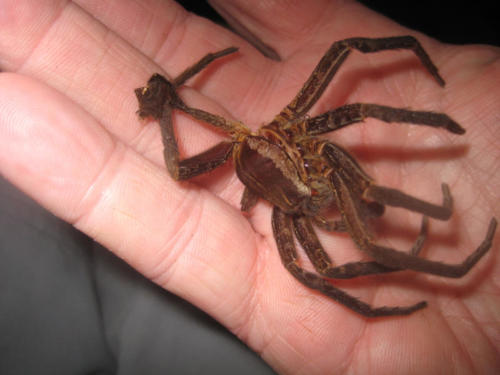 Spiders everywhere, this is an exoskeleton that has been shed..