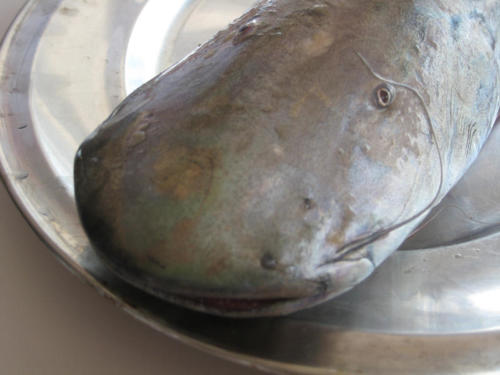 Shovel Nosed Catfish