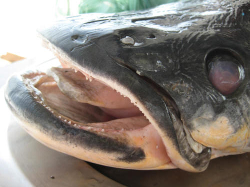 The great Arapaima head which would later prove to be my undoing.