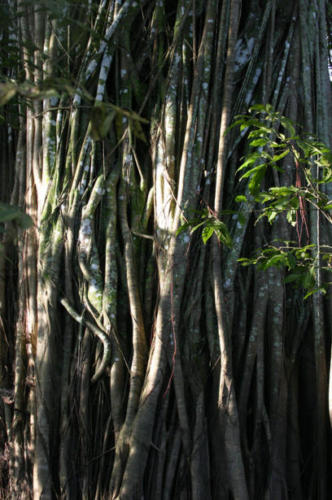 Strangler fig, living sculptures.