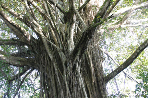 Another incredible tree in the flooded forest.