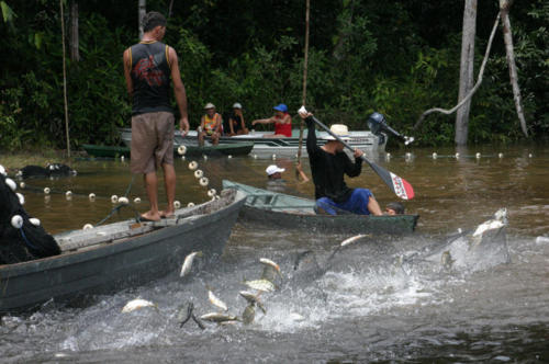Fish storm!