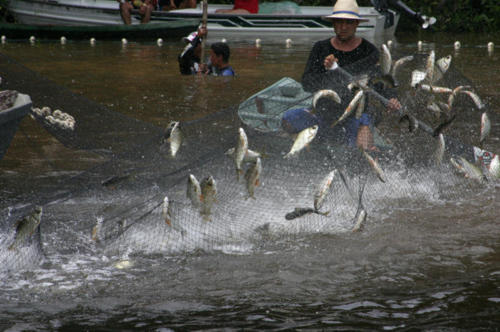 The frenzy hits full force. Leaping Jaraqui galore!