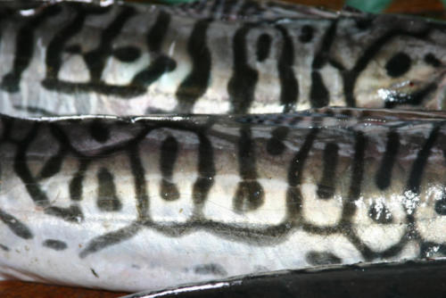 Surubim catfish stripes up close.
