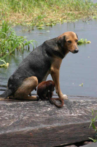 A monkey and a dog on a log. Sounds like a song.