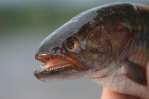 Hoplias up close! Talk about attitude.
