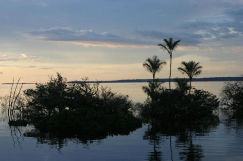 Flooded forest, Rio negro.