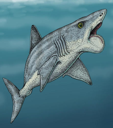 Last Helicoprion