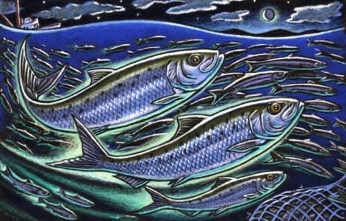 Pacific Sardines (take #1)