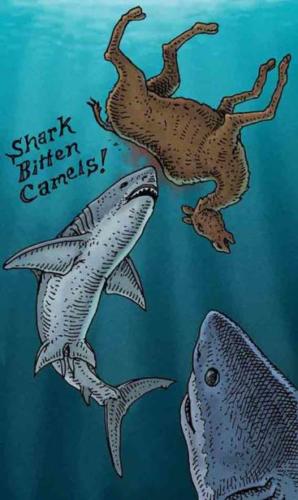 Shark Bitten Camels