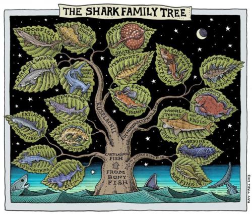 Shark Family Tree 2