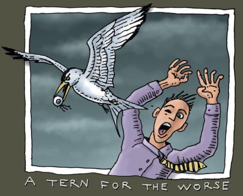 A Tern for the Worse