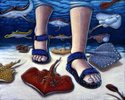 Urolophous Stingarees