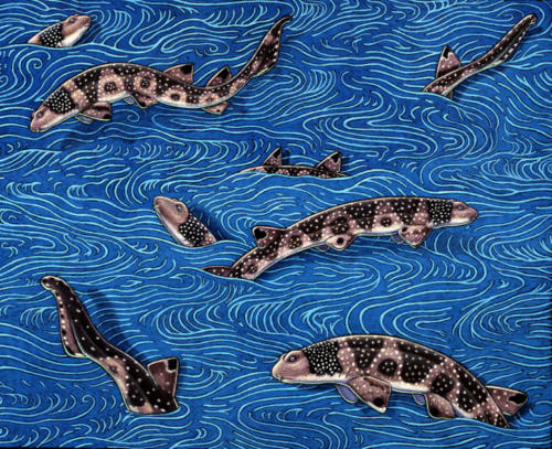 Varied Carpet Sharks