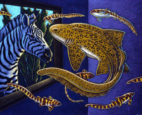 Zebra Shark