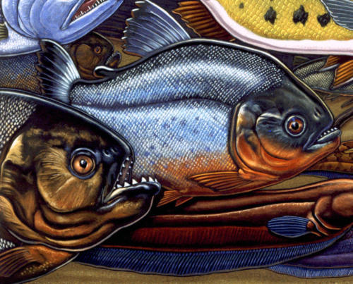 detail from Fishes of Amazonia mural