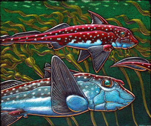 Spotted Ratfish ( Hydrolagus colliei)