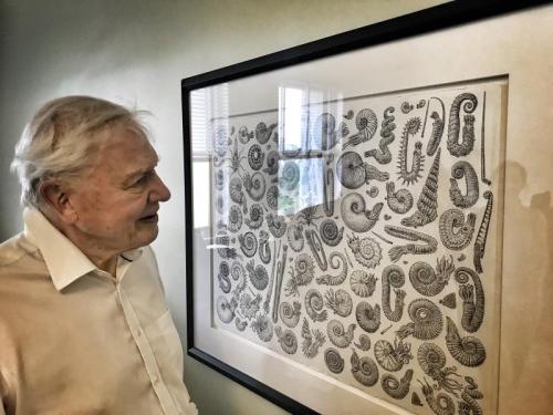 Sir David Attenborough checking out my ammonite drawing